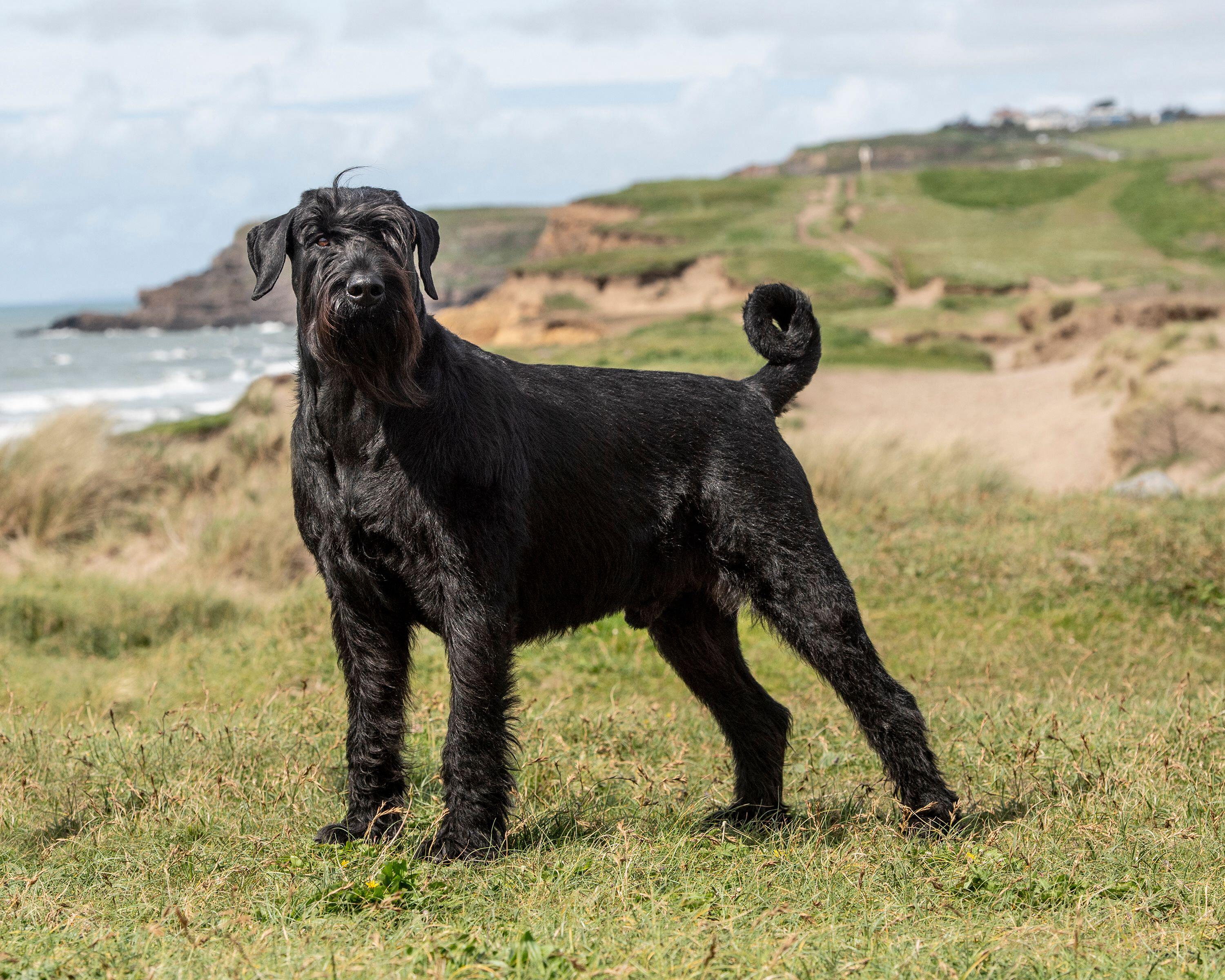 Schnauzer