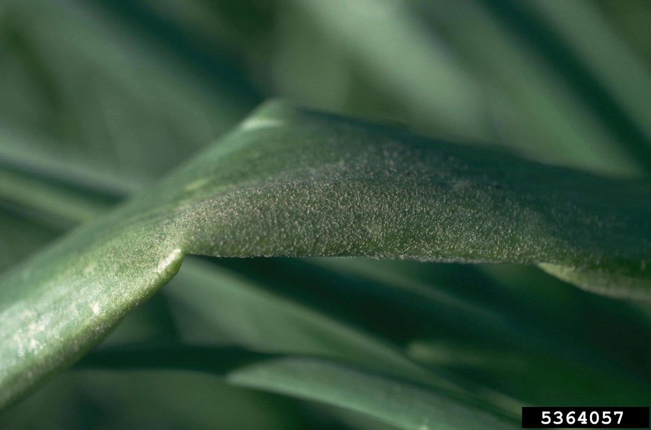 Downy Mildew On Onion Plant