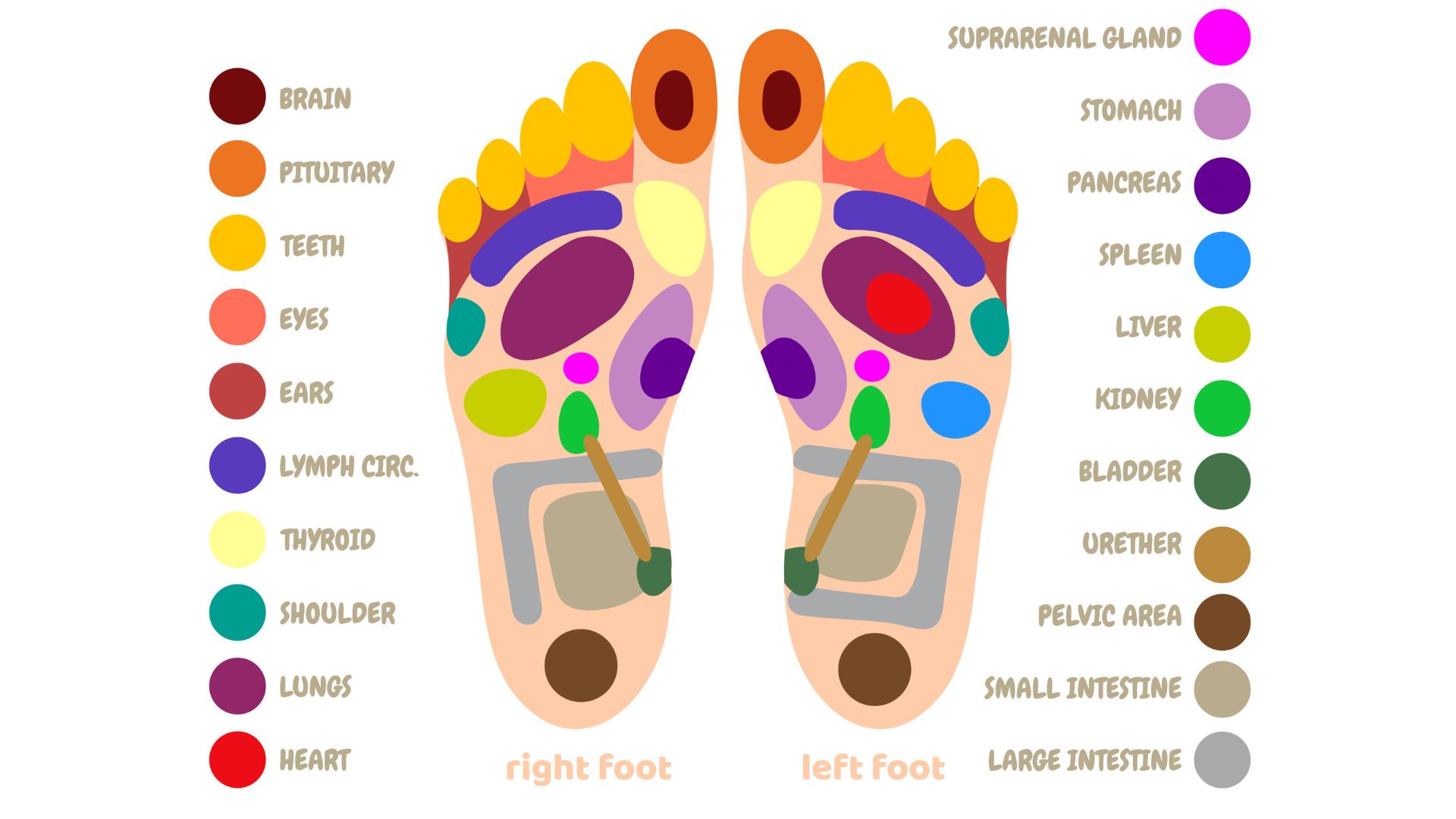 A foot reflexology chart showing a diagram of the left and right foot.