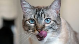Blue-eyed cat licks their lips