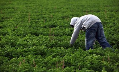 A Mexican immigrant worker harvest organic parsley in Wellington, Colo.