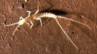 This newly discovered bristletail is cave-adapted, meaning that it lives its entire life in complete cave darkness.