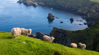 Shetland sheep at clifftop edge, Hermaness National Nature Reserve, Unst, Shetland Islands