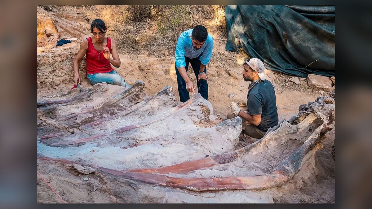 Gynamus Jurassic Fossil em Portugal pode ser o maior dinossauro já descoberto na Europa