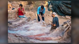 During the recent excavation at the Monte Agudo paleontological site in Pombal, Portugal, scientists extracted part of the fossilized skeleton of a large sauropod dinosaur.