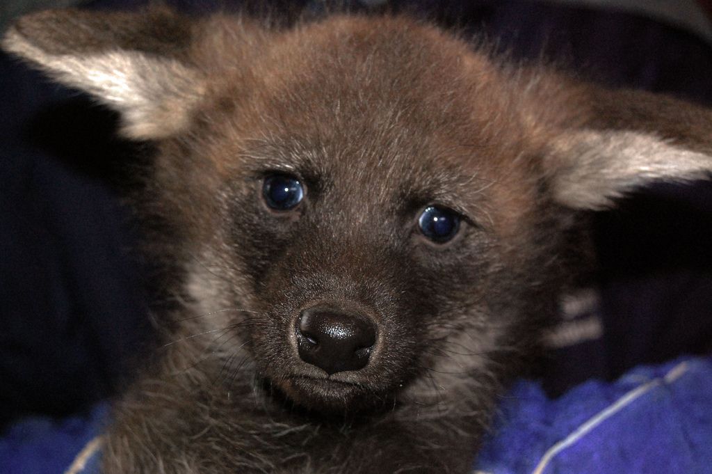 maned wolf pup at the vet