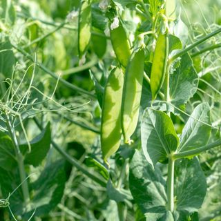 Peas growing on pea plant in garden