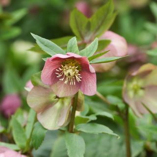 Elegant hellebores growing in a garden