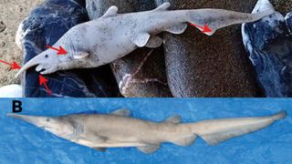 A comparison of the mysterious specimen with a real goblin shark.