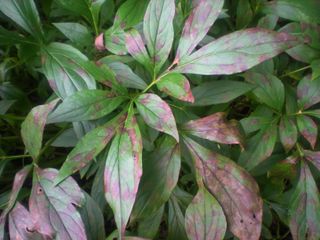 discolored peony foliage showing signs of fungal disease