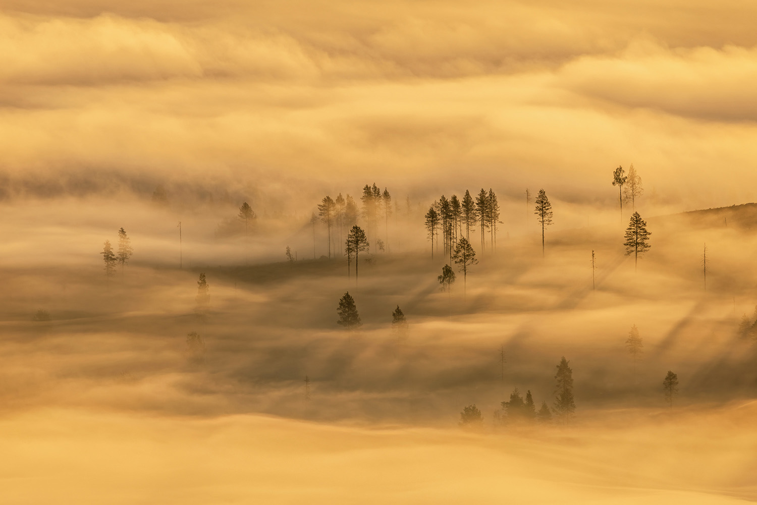 A winning image from the GDT Nature Photographer of the Year