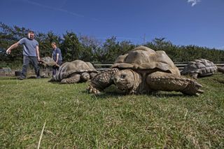 Adrian Graham and his giant Aldabra Tortoises