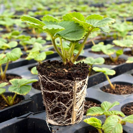 plugs for plants of strawberries in trays