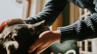 Person stroking black dog