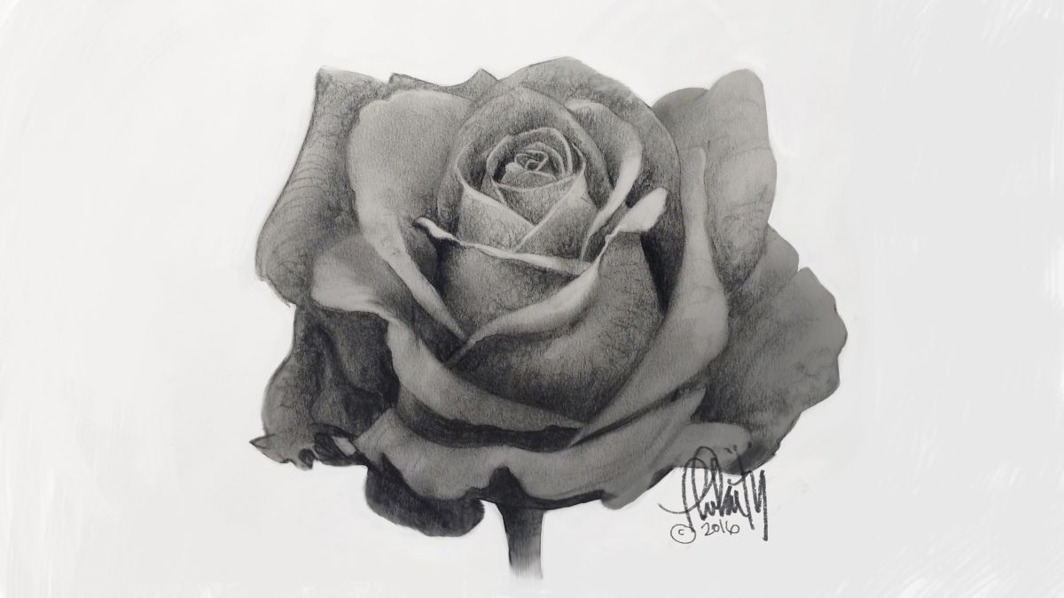 pencil rose drawing easy