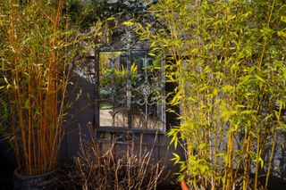 how to grow bamboo: adds ornamental structure