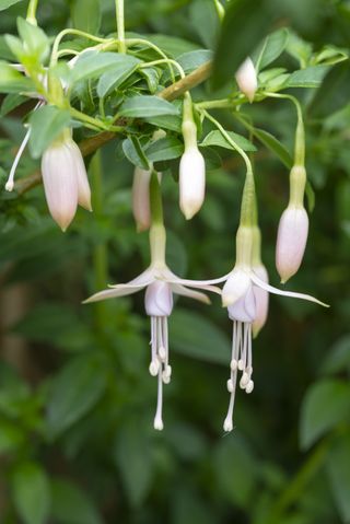 A close-up of hanging white fuchsias