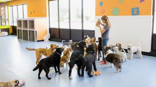A woman holding a jar of treats, surrounded by dogs at a doggy daycare
