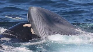 An orca inserts its head inside a live blue whale's mouth to eat its tongue.