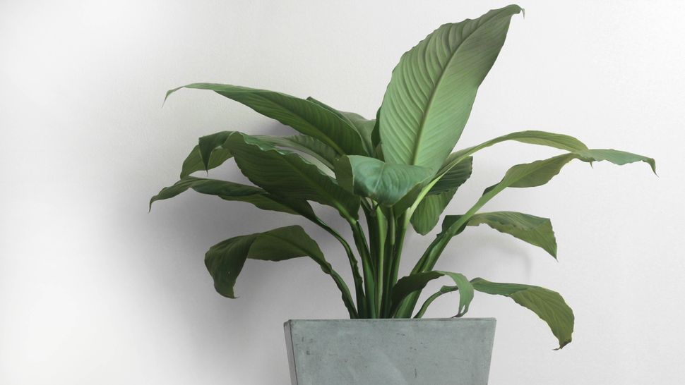 7 plants that can survive without sunlight Tom's Guide