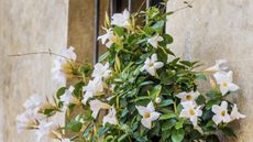 white flowering mandevilla flowers against a beige wall