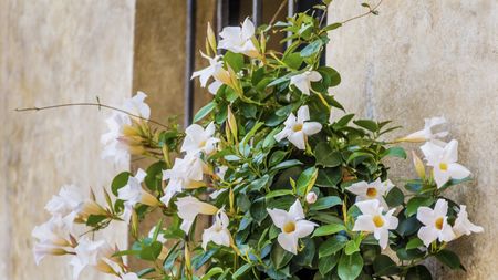 white flowering mandevilla flowers against a beige wall
