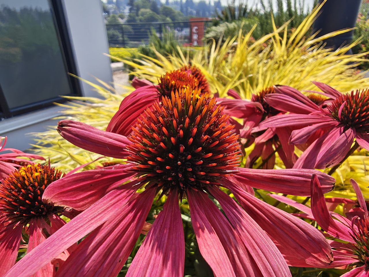 Razr Ultra 2026 camera samples