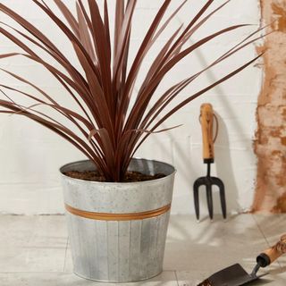 Picture of Cordyline Tin Planter