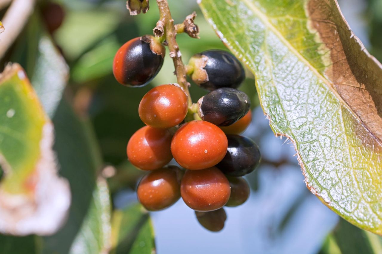 Rumberries Ripening From Orange to Deep Purple