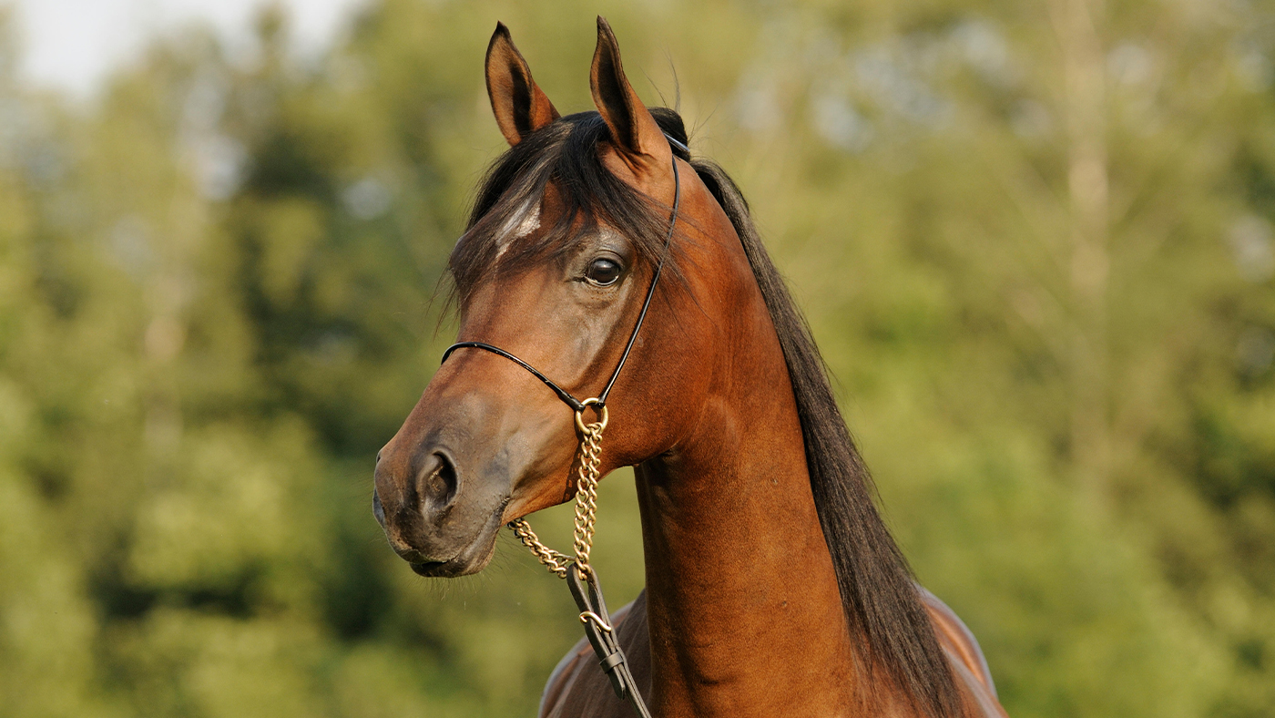 Arabian horse