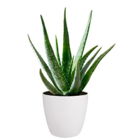 Aloe Vera plant, 30-40cm with pot: £22.99 at B&amp;Q&nbsp;
