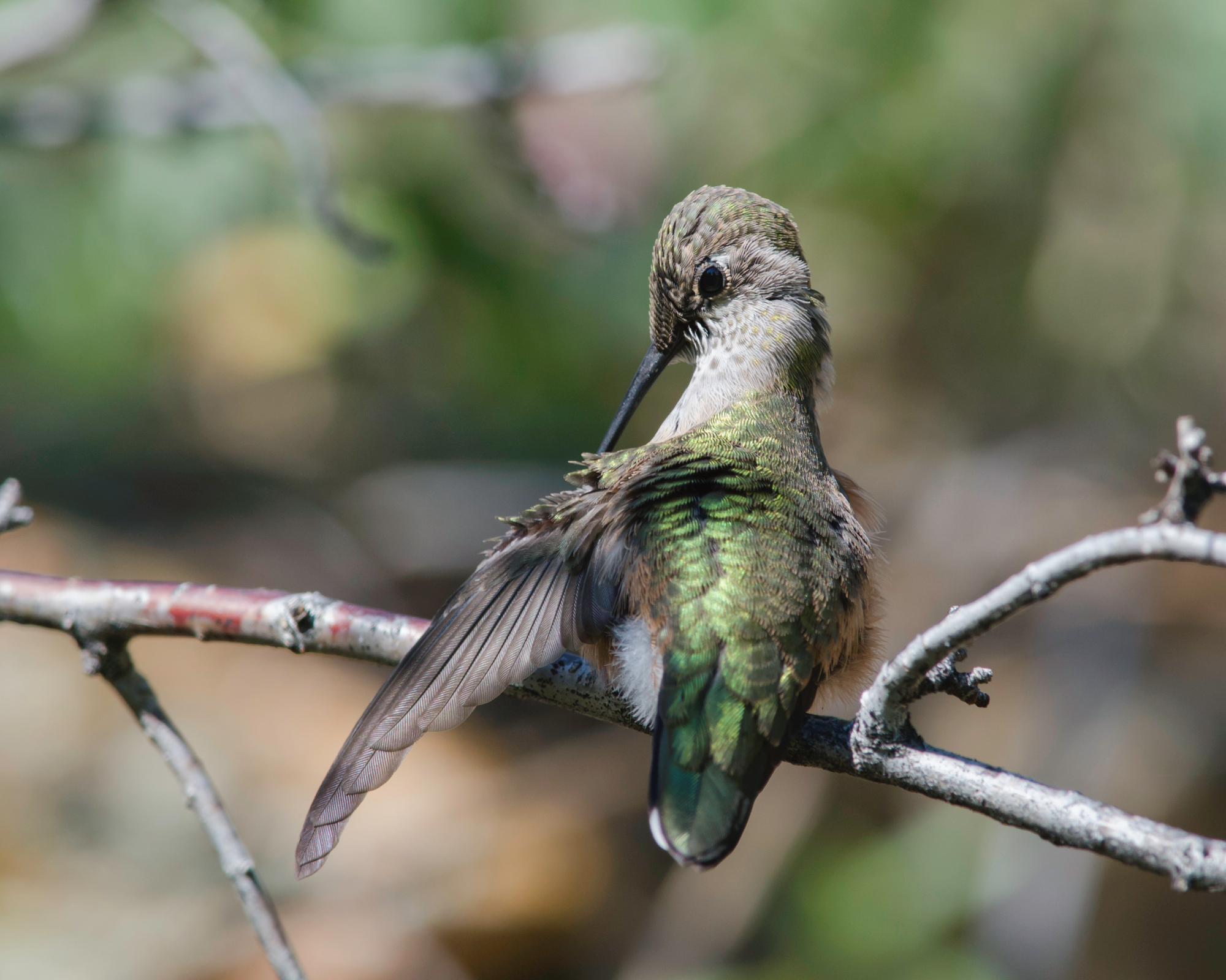 Back view of a broad-tailed hummingbird preening