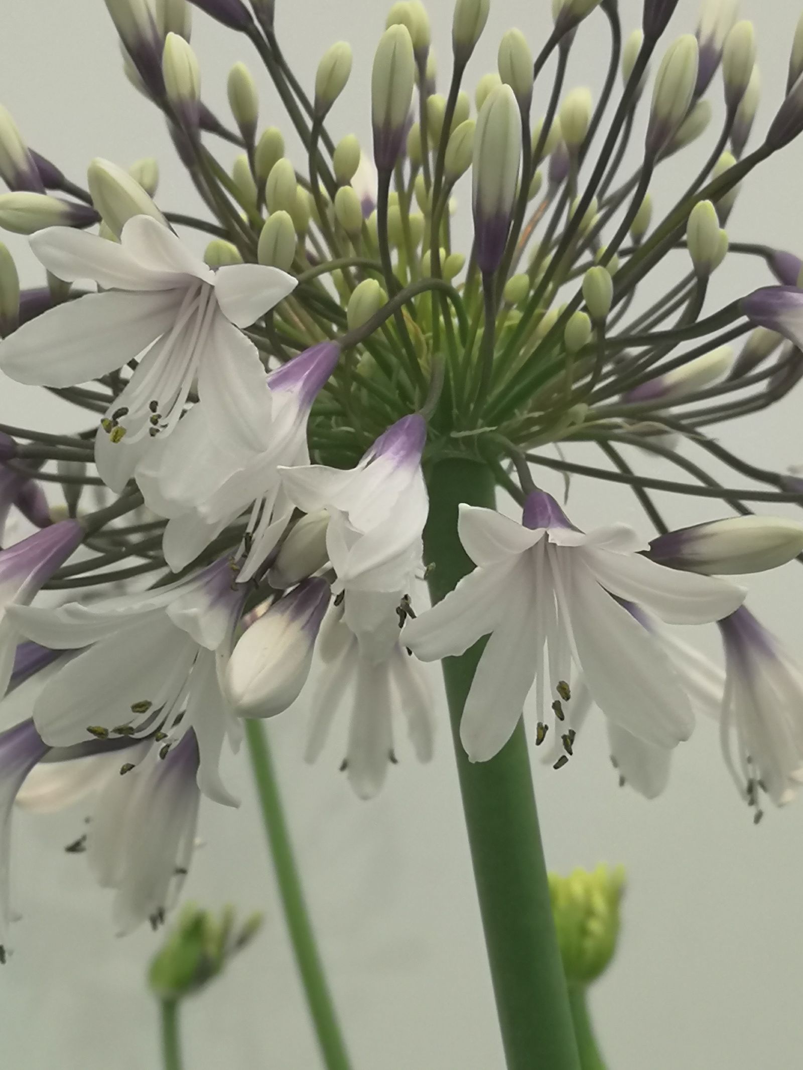 How to grow agapanthus add colour and structure with these picture