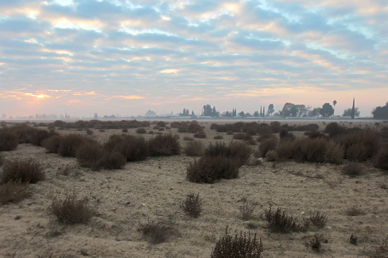 Tumbleweeds are taking over a very dry West