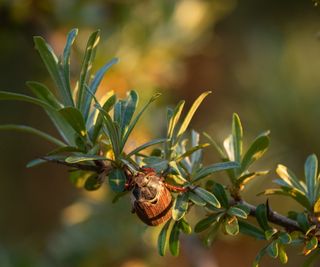 A rhinoceros beetle resting on a branch of a shrub with green leaves