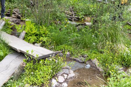 'A jumble of rewilding and beaver dams': The Rewilding Britain garden which was named 'best in show' at the RHS Chelsea Flower Show 2022.