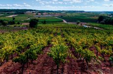 Old Carignan vines at Mas Gabriel in the village of Caux