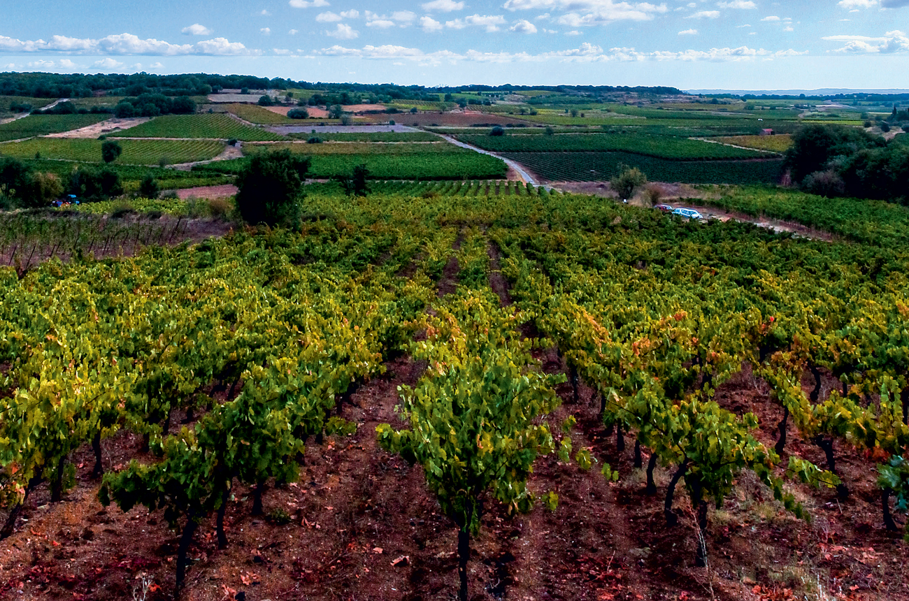 Old Carignan vines at Mas Gabriel in the village of Caux