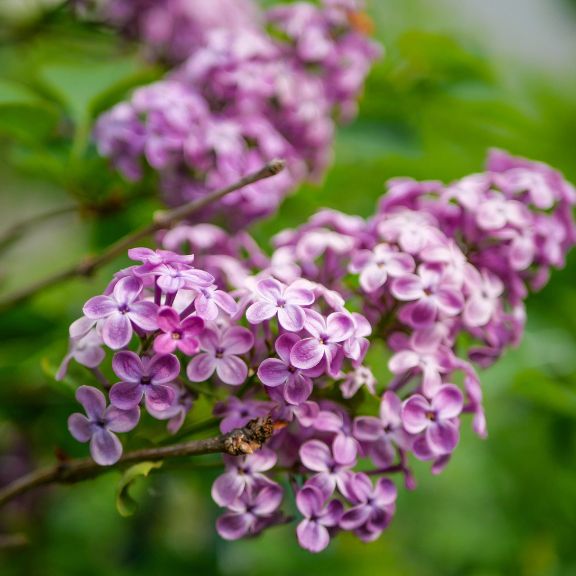 ライラックの植物の歴史: ライラックの木の歴史について学ぶ