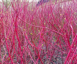 Red twig dogwood, or cornus, in a garden