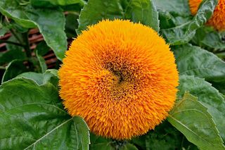 A burnt-orange colored sunflower mutant, a variety called the "Teddy Bear" is all petals and no seeds. Looks like a furry doughnut.