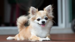 Chihuahua dog sitting outside