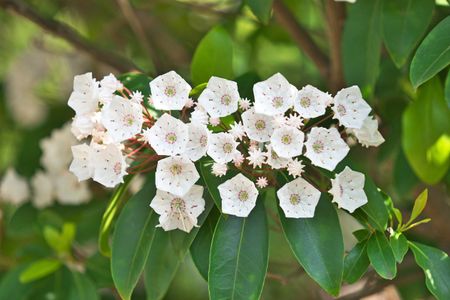 Pink Flowered Mountain Laurel Plants