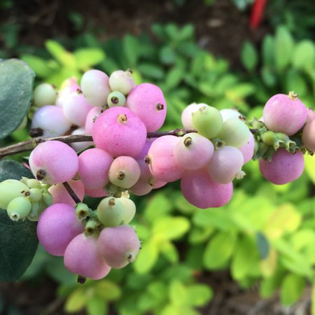 Proven Winners Colorchoice 6" Proud Berry Pink Coralberry Live Plant in 7.5" Pot