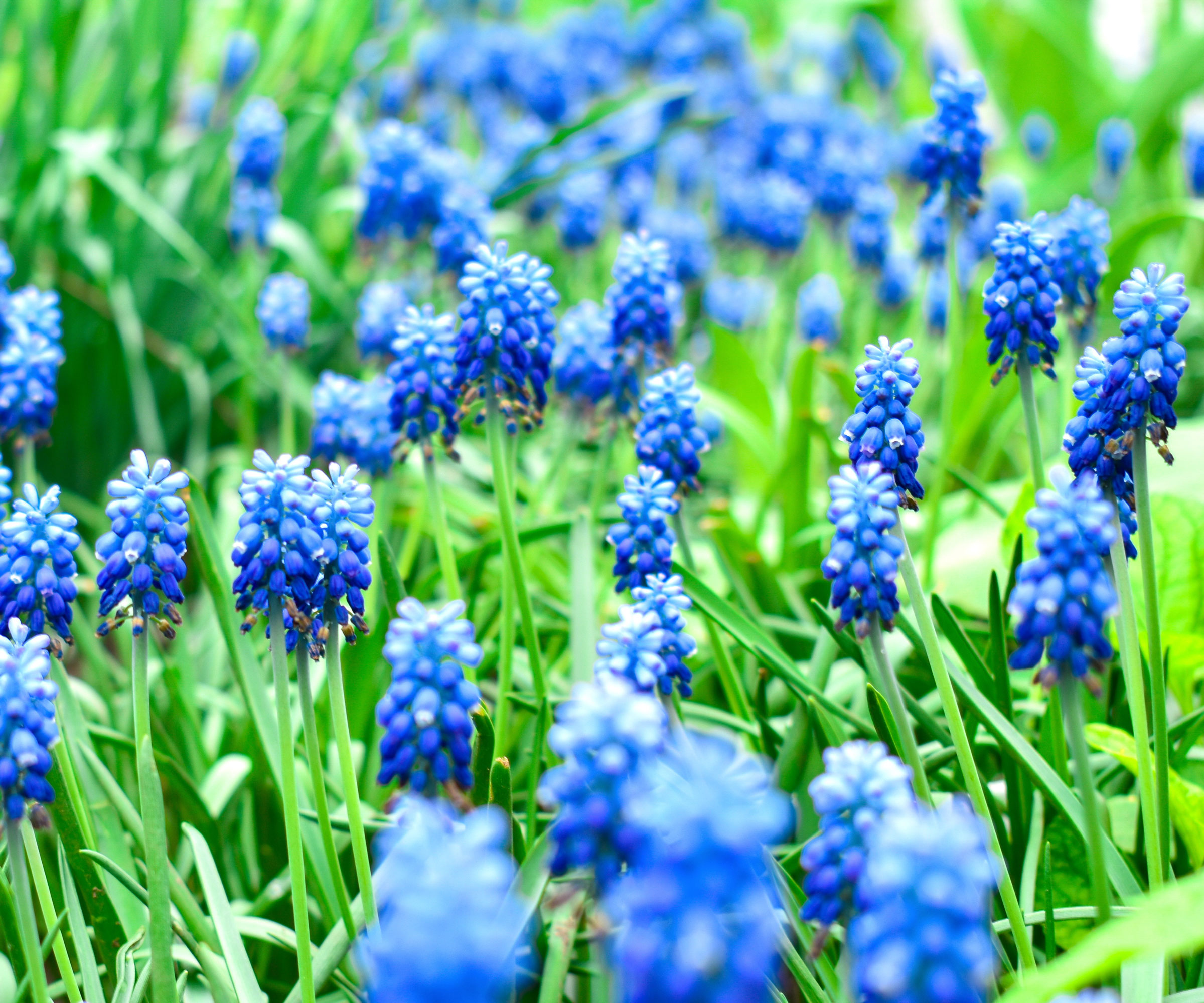 muscari flowers in garden display