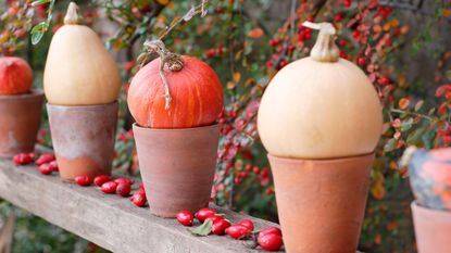 Autumn garden display of pumpkins in pots in a row on a wooden shelf