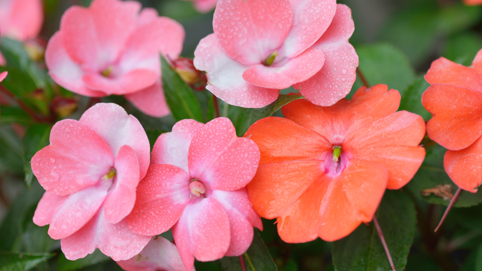 Closeup of impatiens flowers