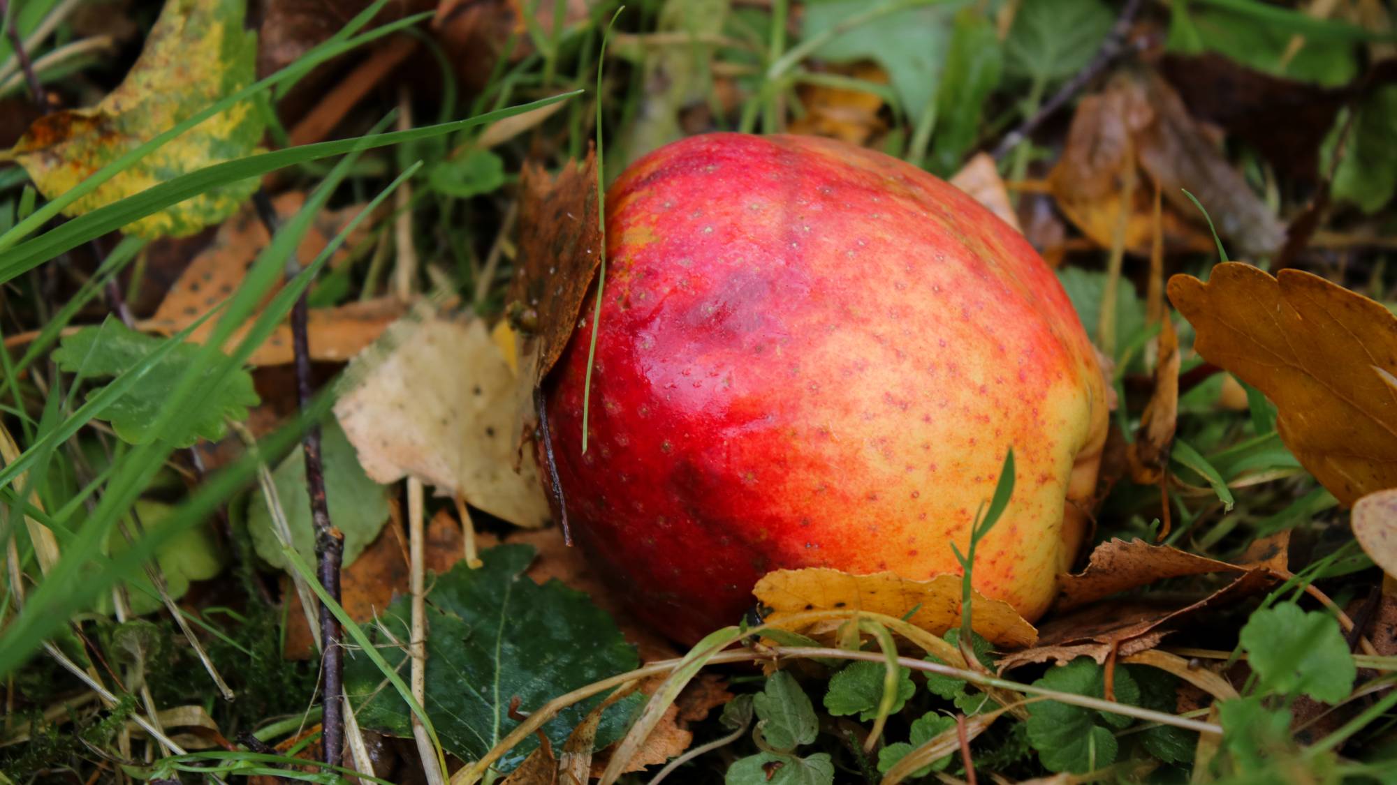 Fallen apple rots under the tree