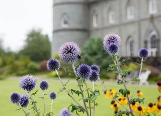 Thistles at Inveraray Castle, seat of Clan Campbell (©Country Life/Robert Perry)