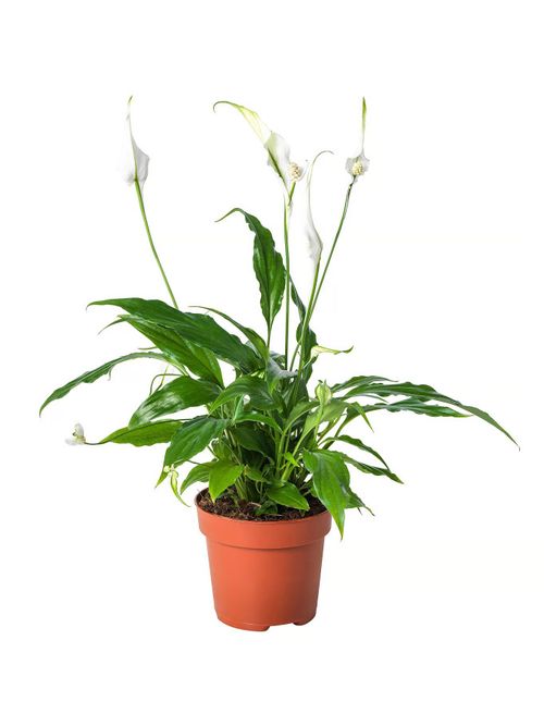 Spathiphyllum Potted Plant &ndash; Peace Lily 